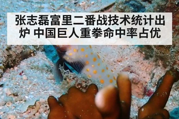 张志磊富里二番战技术统计出炉 中国巨人重拳命中率占优